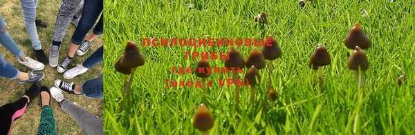 индика Богданович