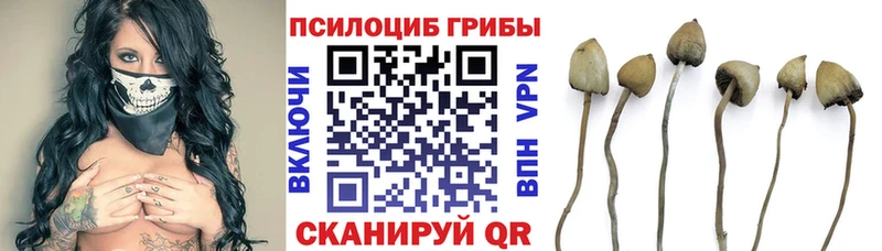 Галлюциногенные грибы прущие грибы  mega зеркало  Дмитров 